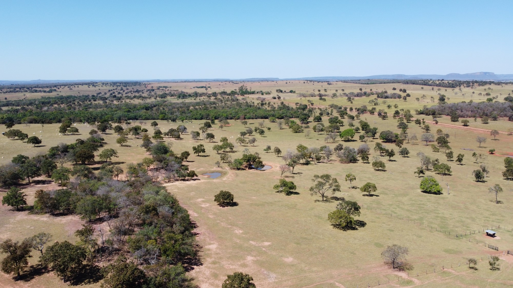 Imagem de fundo destacando a gestão de rebanho