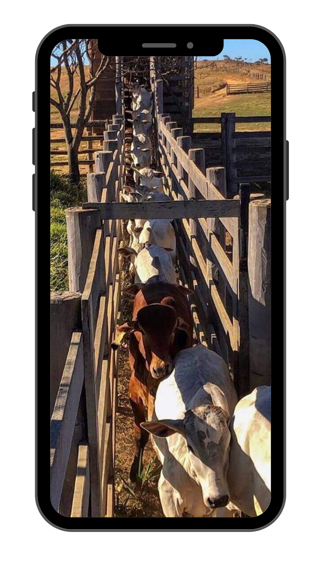 Aplicativo BRETE exibido em smartphone